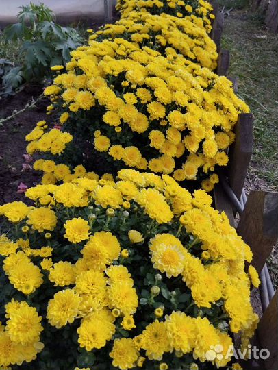 Хризантема мультифлора