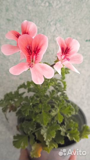 Пеларгония герань ангел