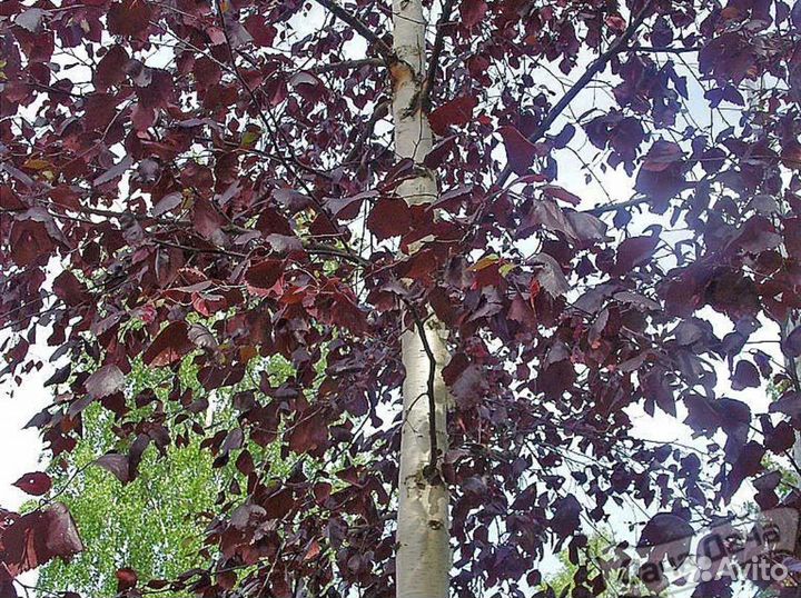 Берёза Royal frost и Betula Pendula Purpurea