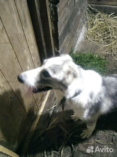 Отдам бесплатно собаку