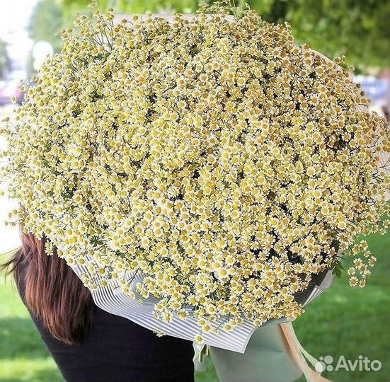 Букеты ромашек