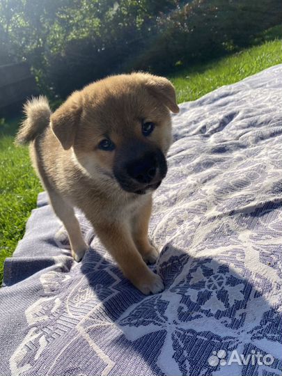 Щенки Сиба ину