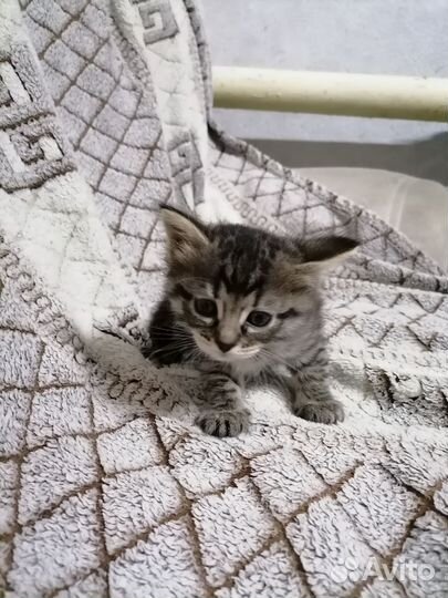 Котик и кошечка