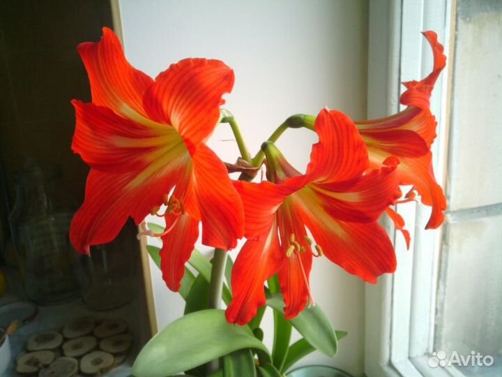 Гиппеаструм