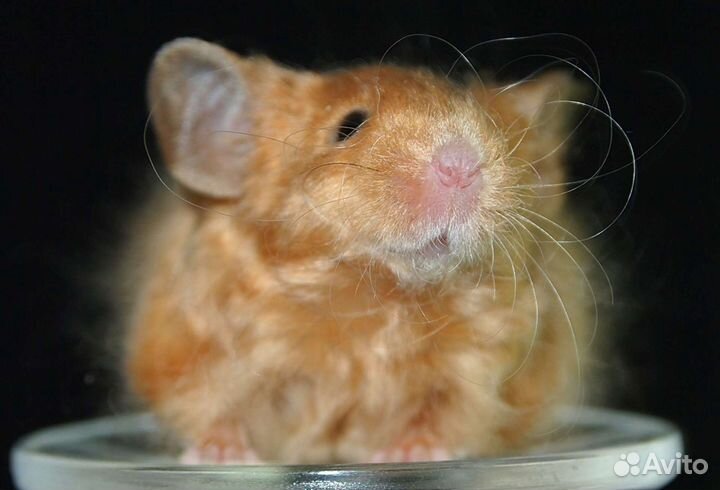 Декоративные сатиновые мыши (сиамские, тигровые, з