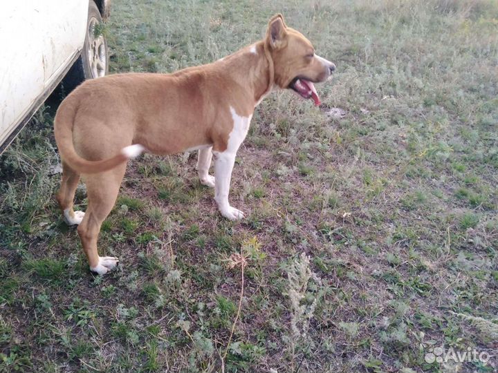 Стаф, вязка