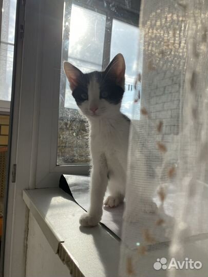 Отдам кота в добрые руки