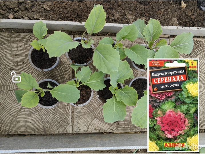 Декоративная капуста