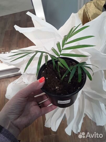 Пальма Хамедория, Сингониум, Антуриум Роз и др