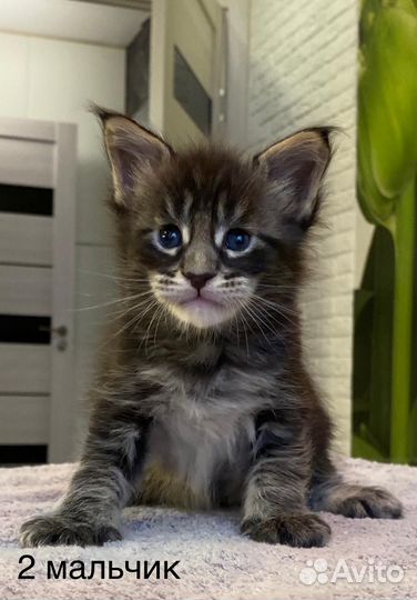 Котята майкун