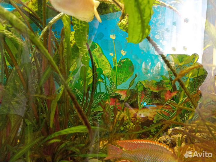 Аквариумные рыбки цихлиды