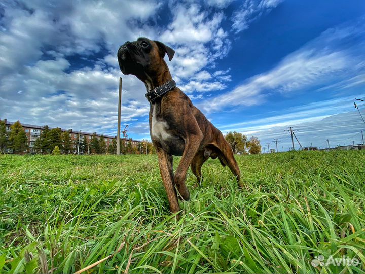 Немецкий боксер