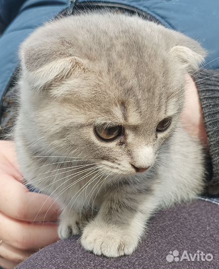 Шотландская вислоухая кошечка