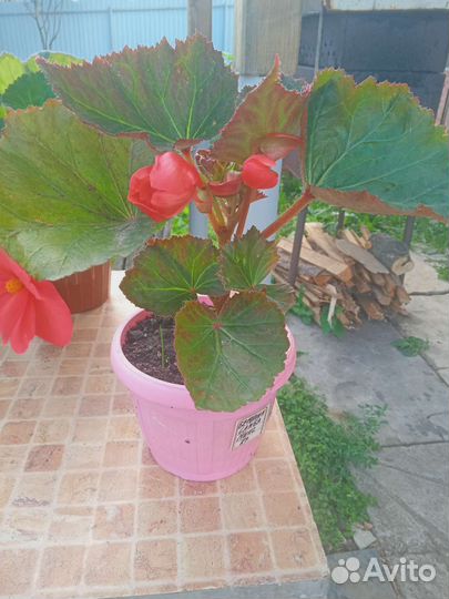 Комнатные цветы