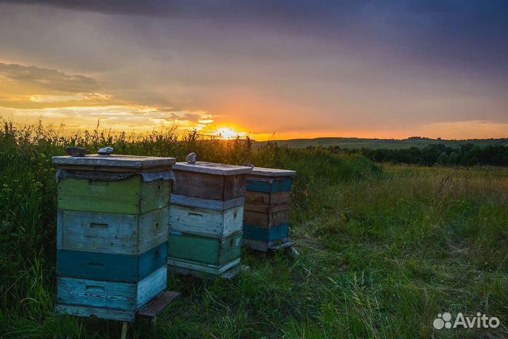 Улей с пчелами