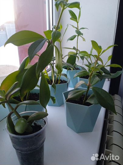 Эсхинантус жар птица