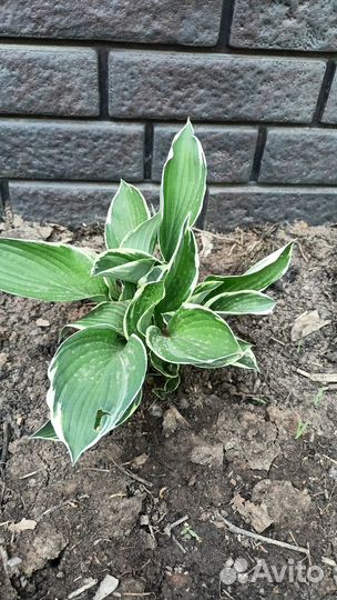 Многолетняя хоста