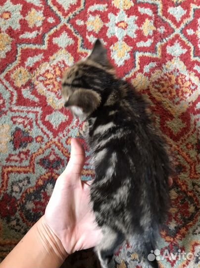 Котята