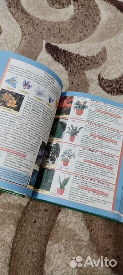 Энциклопедия комнатных растений