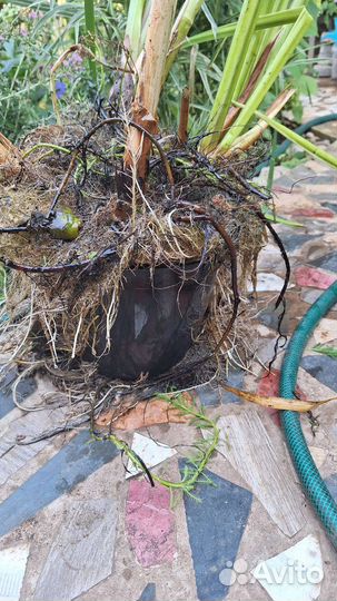 Ирис водный