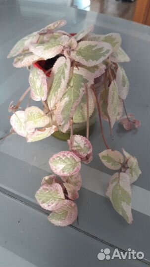 Комнатные растения цветы