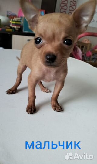 Той-терьер щенки