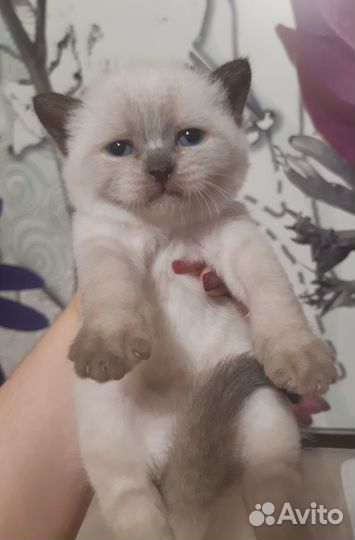 Шотландские вислоухие и прямоухие котята