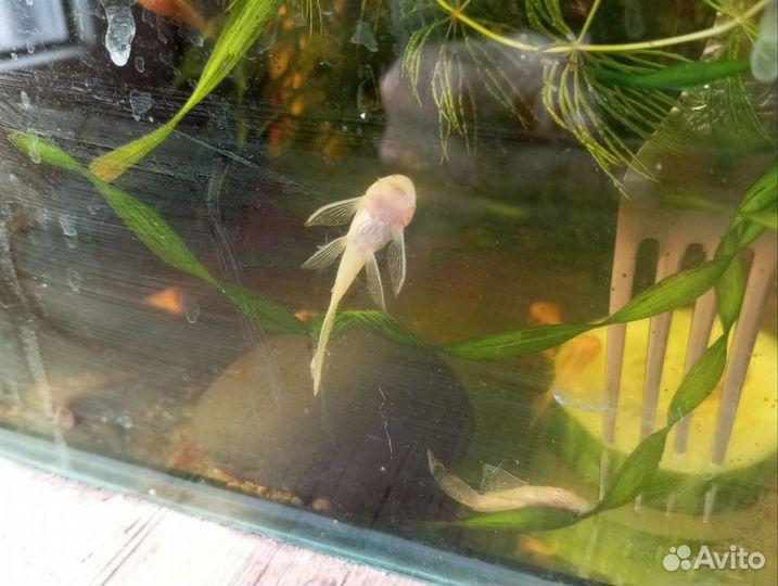 Вуалевый и обыкновенный анциструс