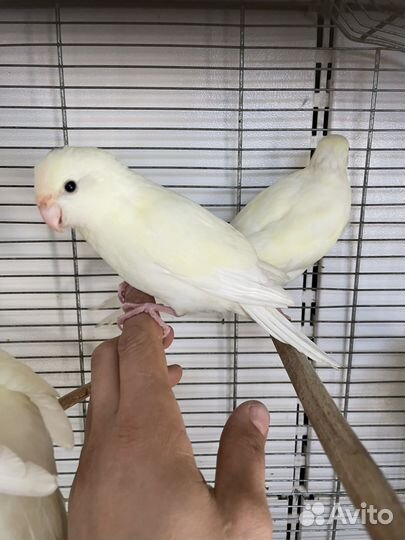 Попугай какарик белый