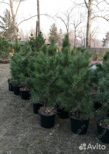 Саженцы кедра от производителя экстра класс