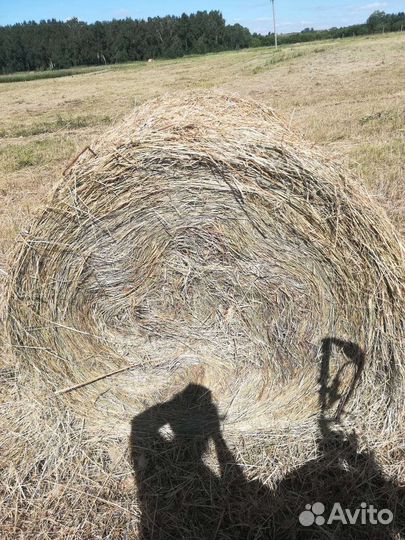 Сено в рулонах