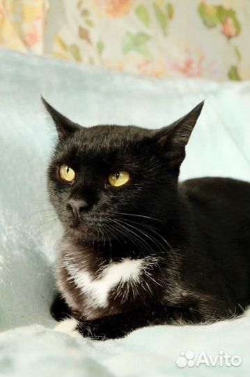 Мурлыка – очарование классики в добрые руки