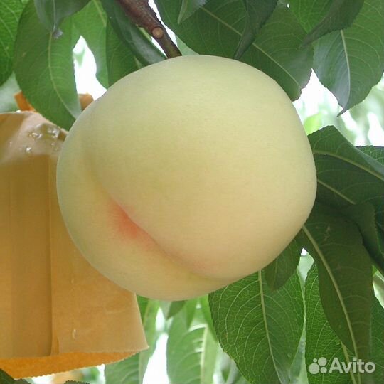 Саженцы персика