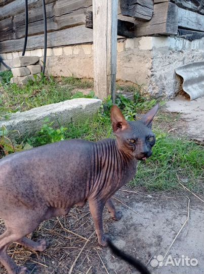 Канадский сфинкс котенок