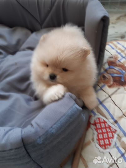 Померанский шпиц медвежьего типа