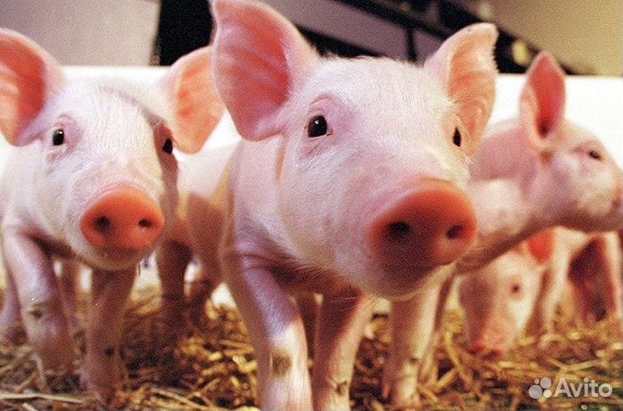 Поросята