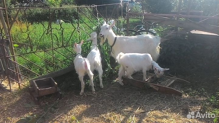 Козлята