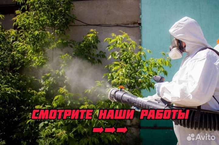 Дезинсекция