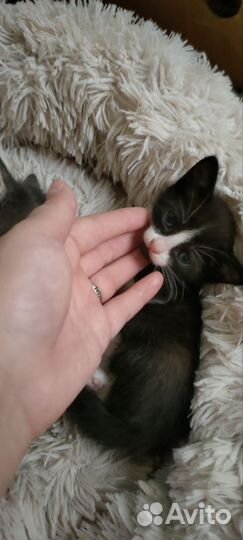 Отдам в добрые руки
