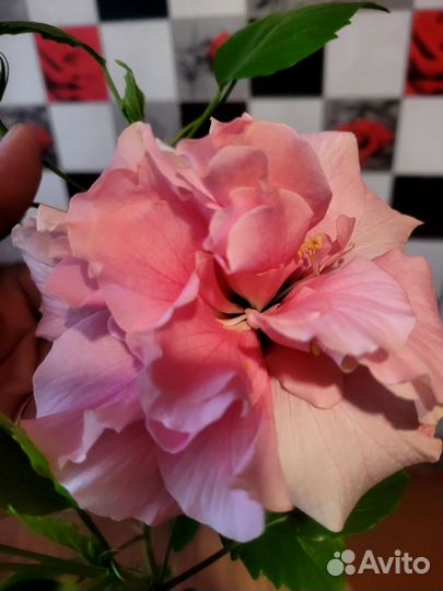 Гибискус срез