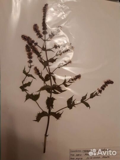 Гербарий медоносных растений 19 шт