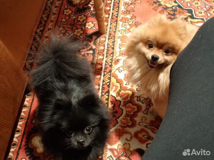 Продам шпицев