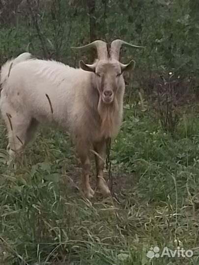 Козел зааненский