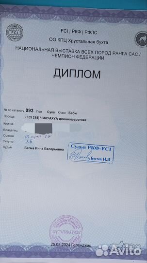 Девочка чихуахуа