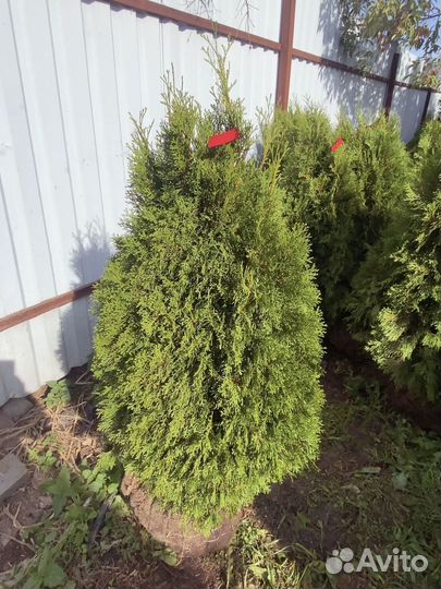 Туя смарагд 135 см
