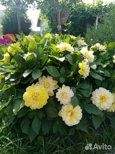 Георгины клубни