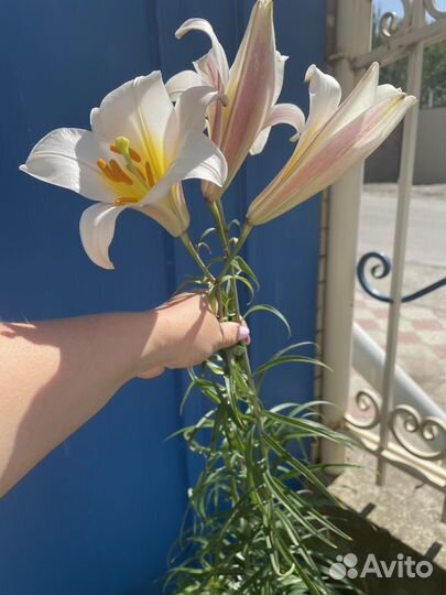 Цветы лилии