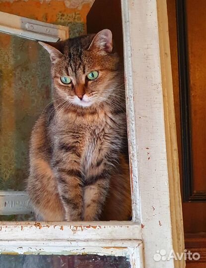 Кошечка Мэгги нуждается в доме