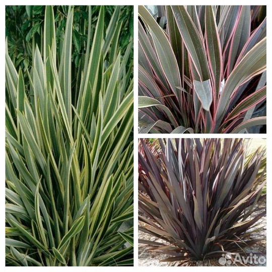 Формиум, Лен новозеландский 3 сорта