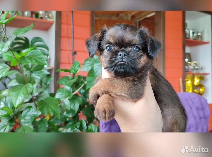 Гриффон Брюссельский. 2.5мес